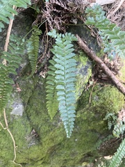 Polystichum hancockii