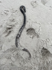 Hydrophis platurus