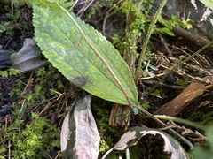 Polystichum hancockii
