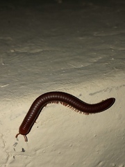 Trigoniulus corallinus