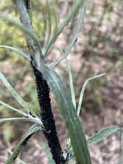 Aphis