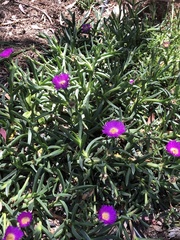Carpobrotus rossii