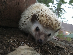 Atelerix albiventris