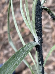 Aphis