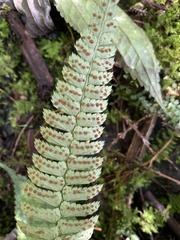 Polystichum hancockii