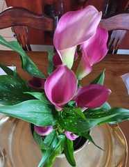 Zantedeschia