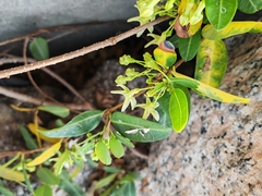 Trachelospermum jasminoides