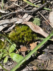 Campylopus introflexus