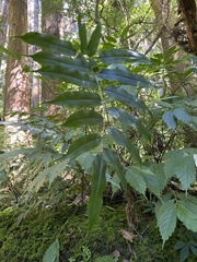 Coniogramme intermedia