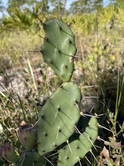 Opuntia humifusa