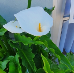 Zantedeschia