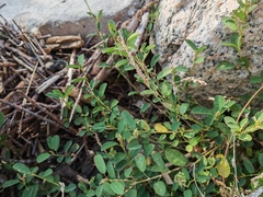 Alysicarpus ovalifolius