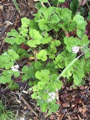 Pelargonium australe