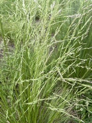 Poa ensiformis