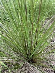 Poa ensiformis