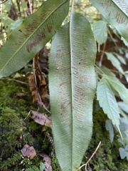 Coniogramme intermedia