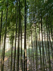 Phyllostachys edulis