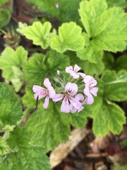 Pelargonium australe