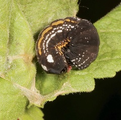 Hexorthodes accurata