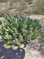 Myrtillocactus geometrizans