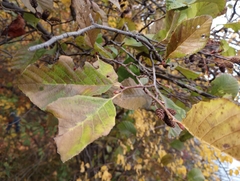 Alnus serrulata