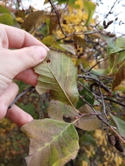 Alnus serrulata