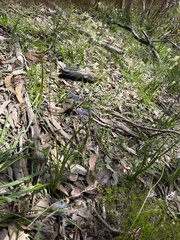 Hemerocallidoideae