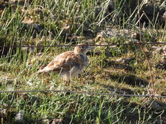 Melanocorypha maxima