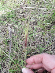 Aristida murina