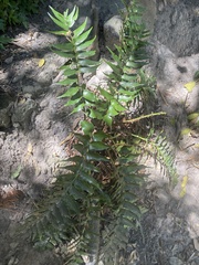 Dryopteridoideae