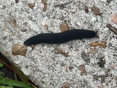 Belocaulus angustipes