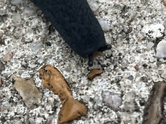 Belocaulus angustipes