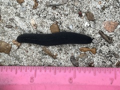 Belocaulus angustipes