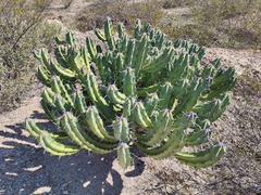 Myrtillocactus geometrizans