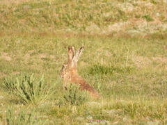 Lepus