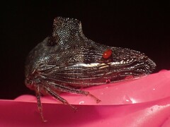 Telamona