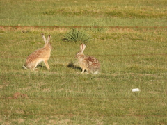 Lepus