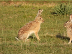 Lepus