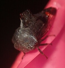 Telamona