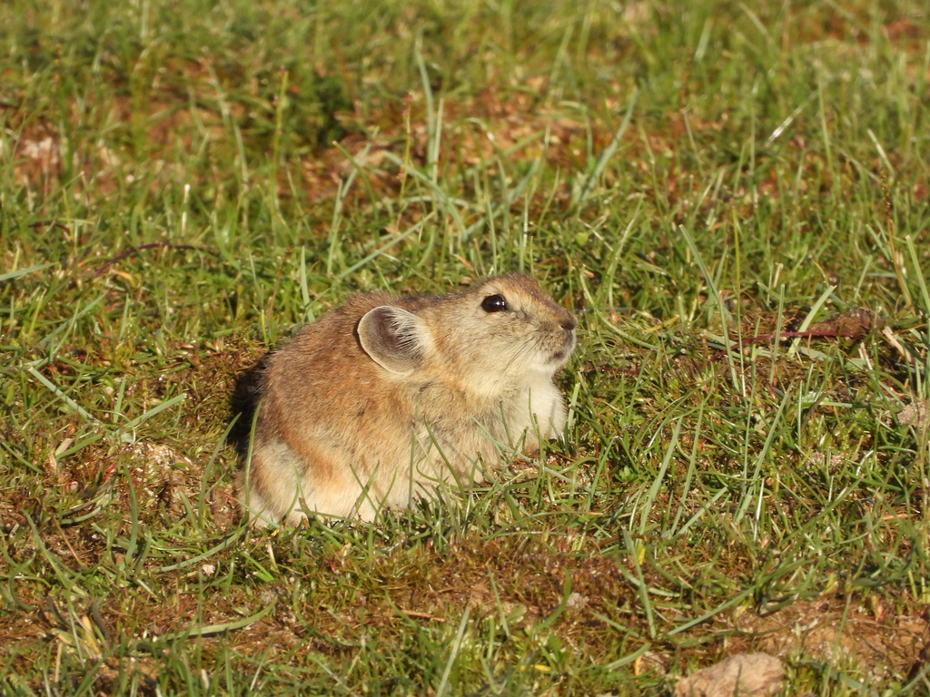 Black-lipped Pika from Gangca County, Haibei, Qinghai, China on July 23 ...