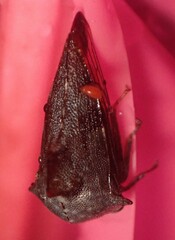 Telamona