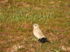 Oenanthe isabellina