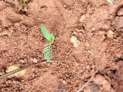 Aeschynomene americana