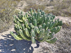Myrtillocactus geometrizans