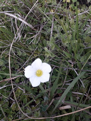Nierembergia calycina