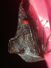 Telamona