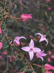 Boronia ledifolia