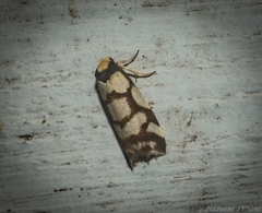 Scaptesyle dichotoma