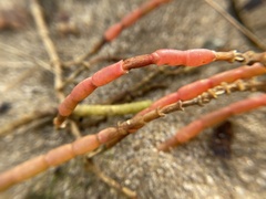 Salicornia perennis