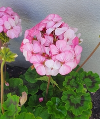 Pelargonium × hybridum